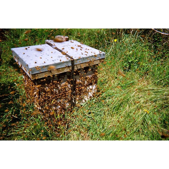 hive 2_2.jpg
