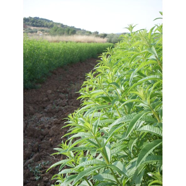 Zitronenverbene_Feld_Spanien 1.jpg